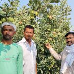 सेब की खेती कर रहे जरवल के किसान ताज मोहम्मद,पेडों में लगे सेब के फल